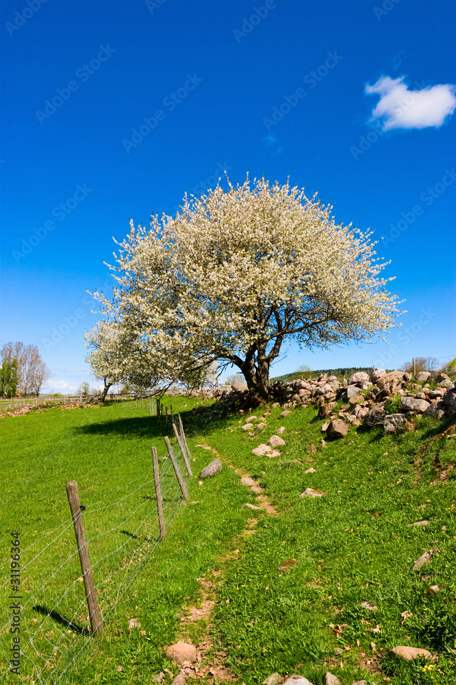 Blooming fruit tree Blooming fruit tree