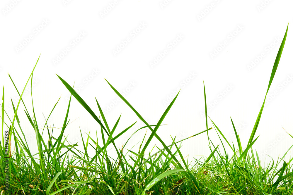Fototapeta premium fresh spring green grass