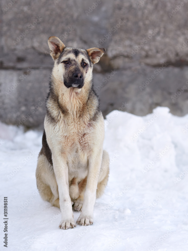Mixed breeds German shepherd puppy sitting on the snow Mixed breeds German shepherd puppy sitting on the snow