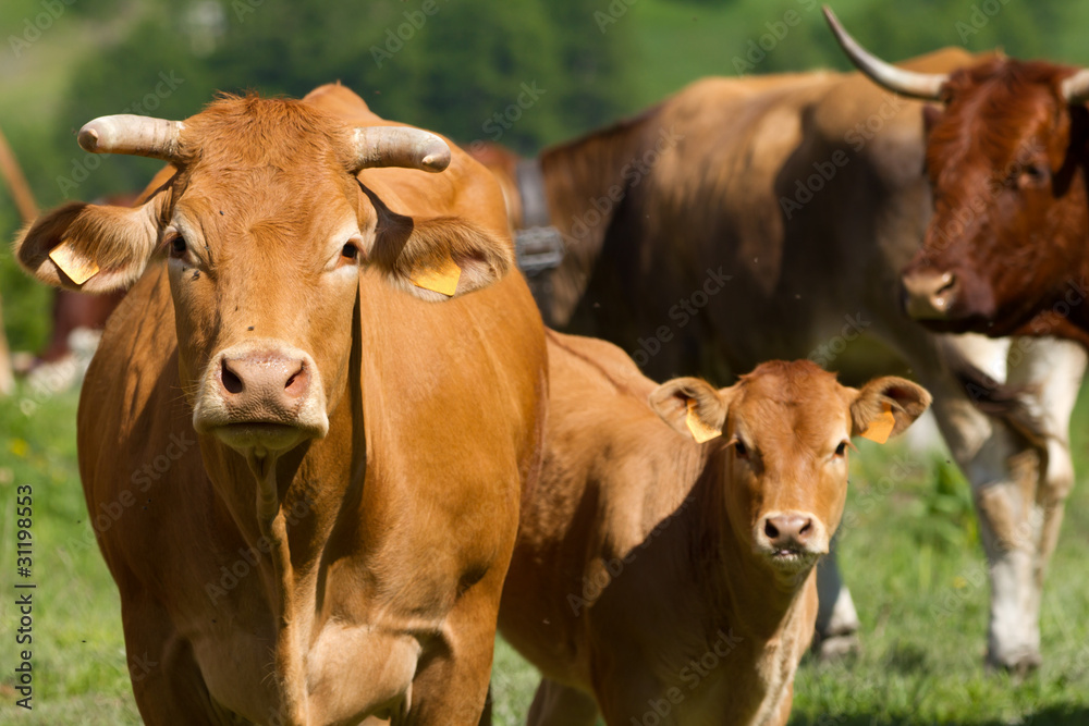 cows in a prairie