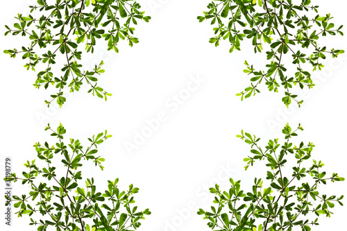 green leave isolated on white background