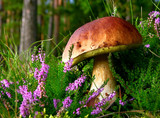 edible mushroom - cep with flowering Heather