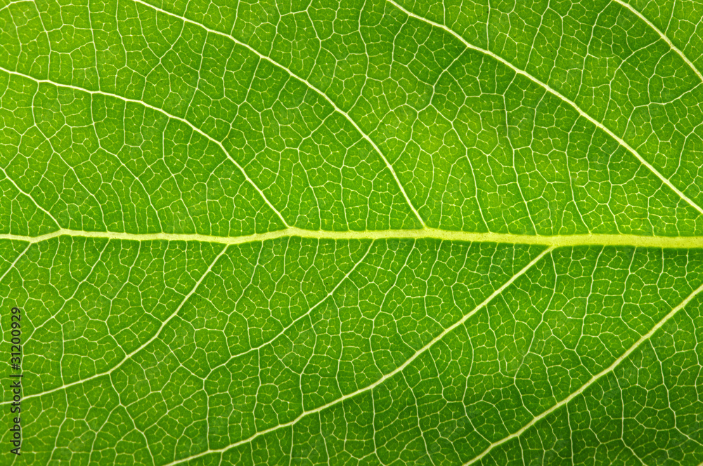 green leaf texture green leaf texture