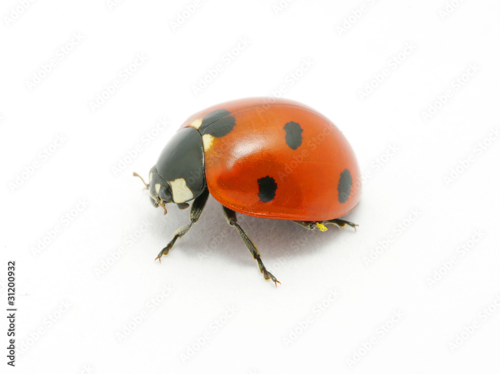 Fototapeta premium Ladybug