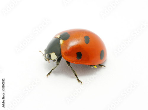 Ladybug