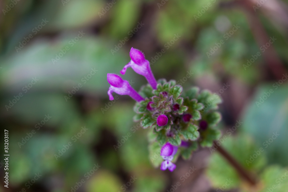 flower(Lamium_amplexicaule)_01