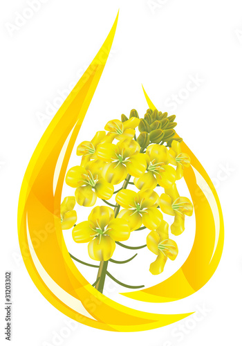 Canola oil. Stylized drop of oil and rapeseed flower.
