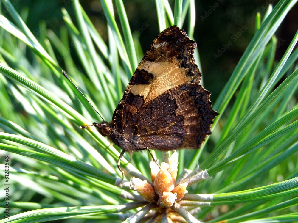 Fototapeta premium Butterfly on a pine