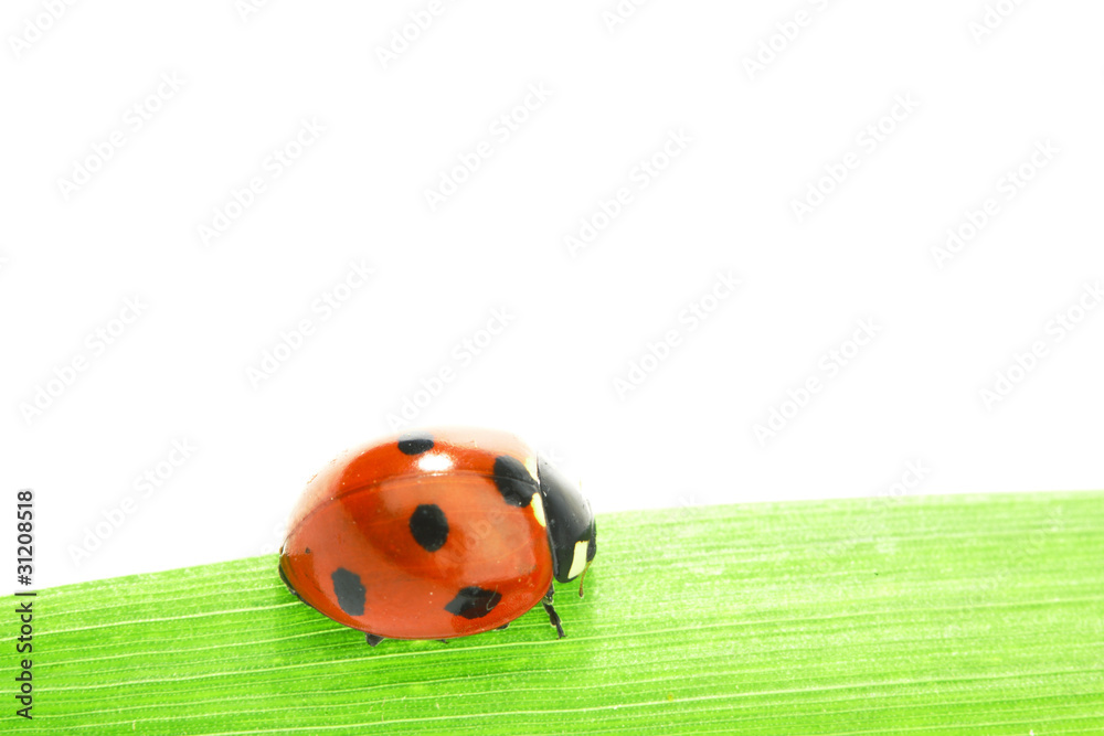 ladybug on grass ladybug on grass