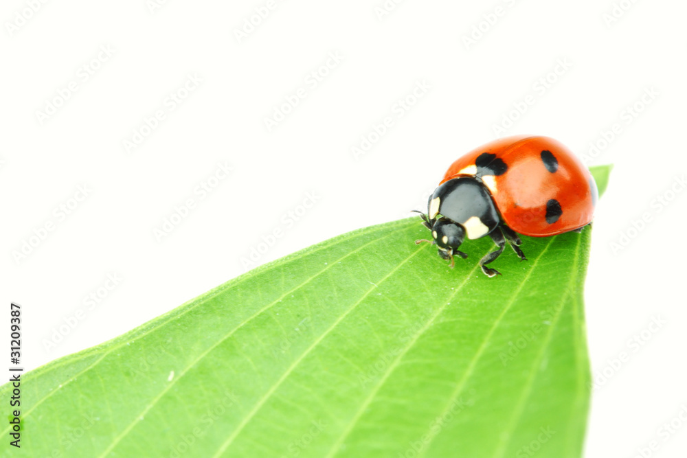 ladybug on leaf ladybug on leaf