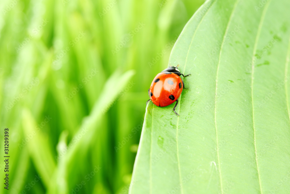 ladybug on leaf