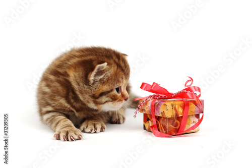 Fototapeta Naklejka Na Ścianę i Meble -  isolated cat and gift