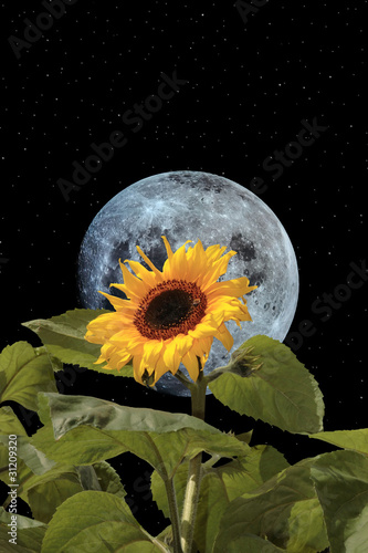 Obraz na płótnie sunflower bee and moon with night sky w salonie