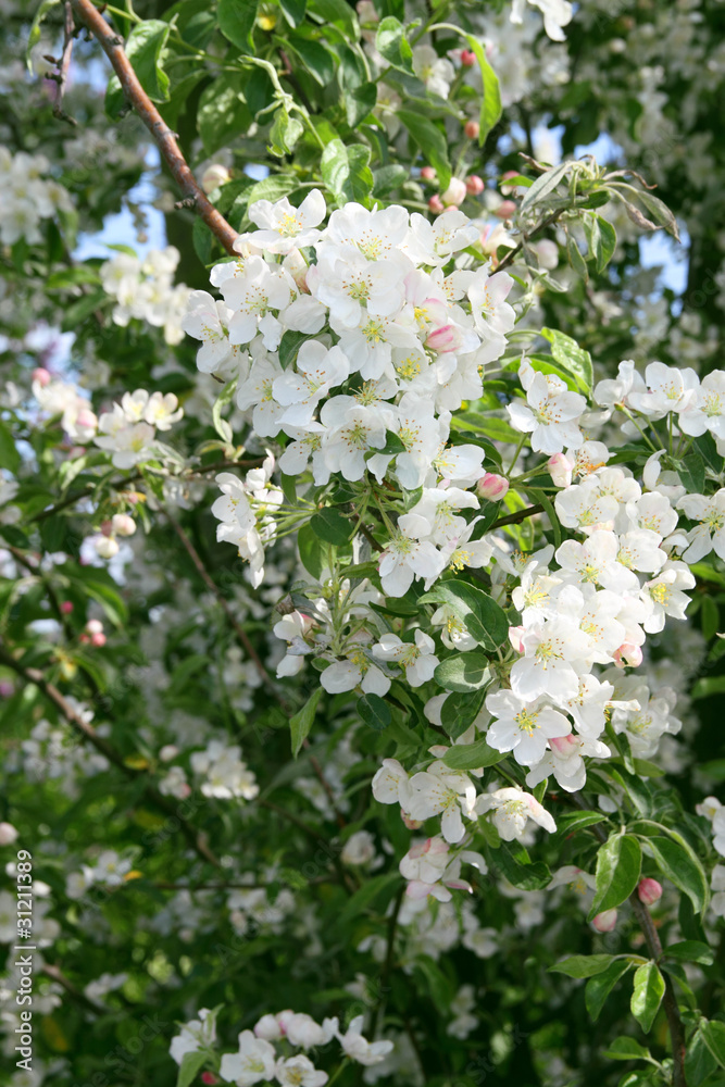 Fleurs de Pommier Fleurs de Pommier