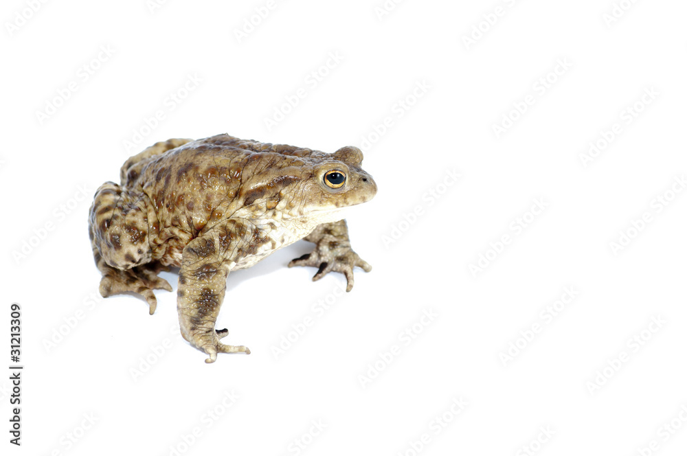 Fototapeta premium toad