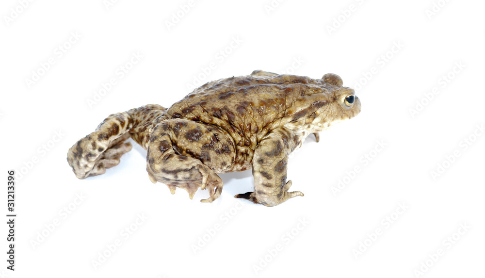 Fototapeta premium toad