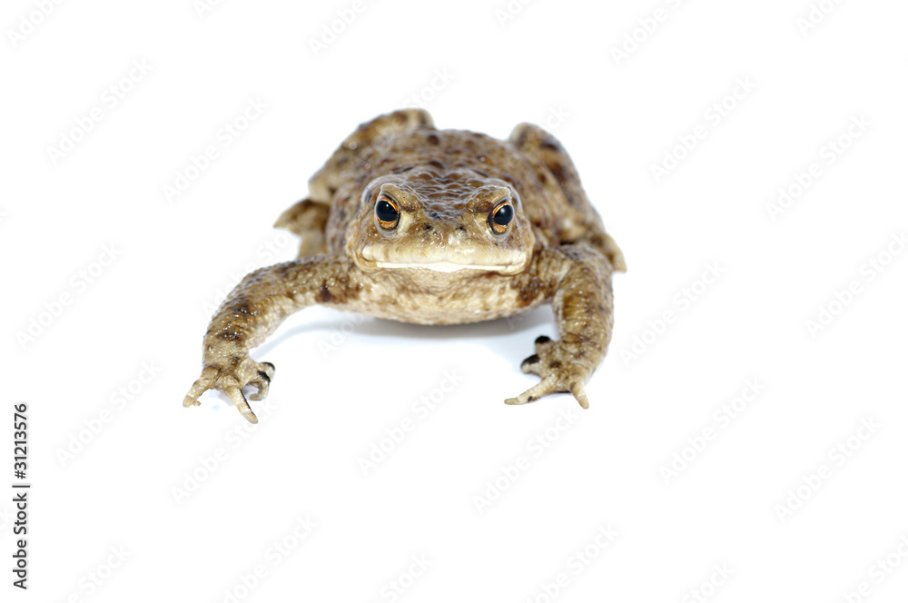 toad toad