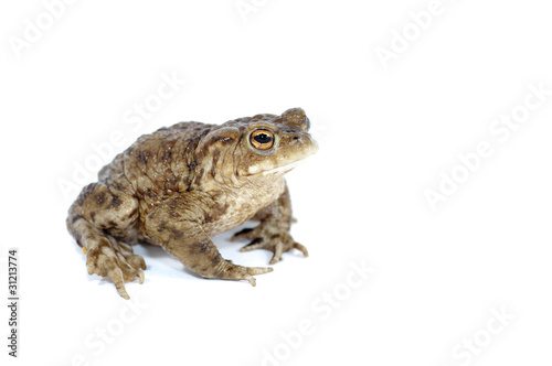 toad