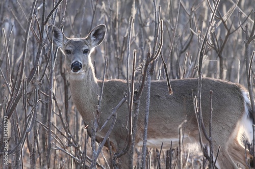 cerf en milieu boisé