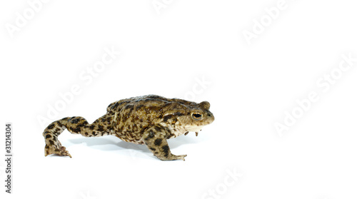 toad