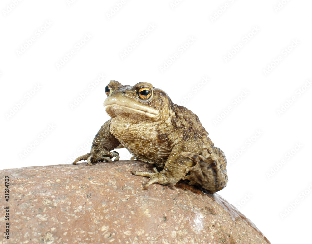 Fototapeta premium toad