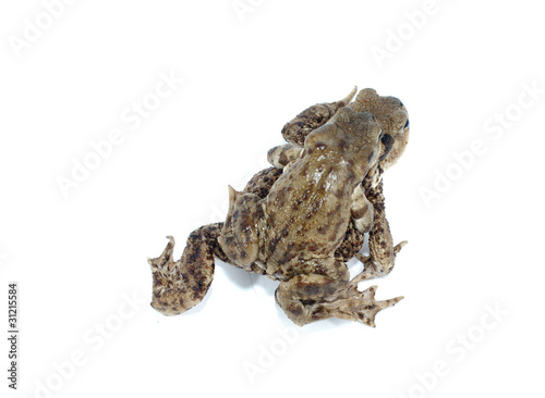 toad