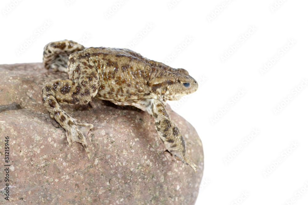 Fototapeta premium toad