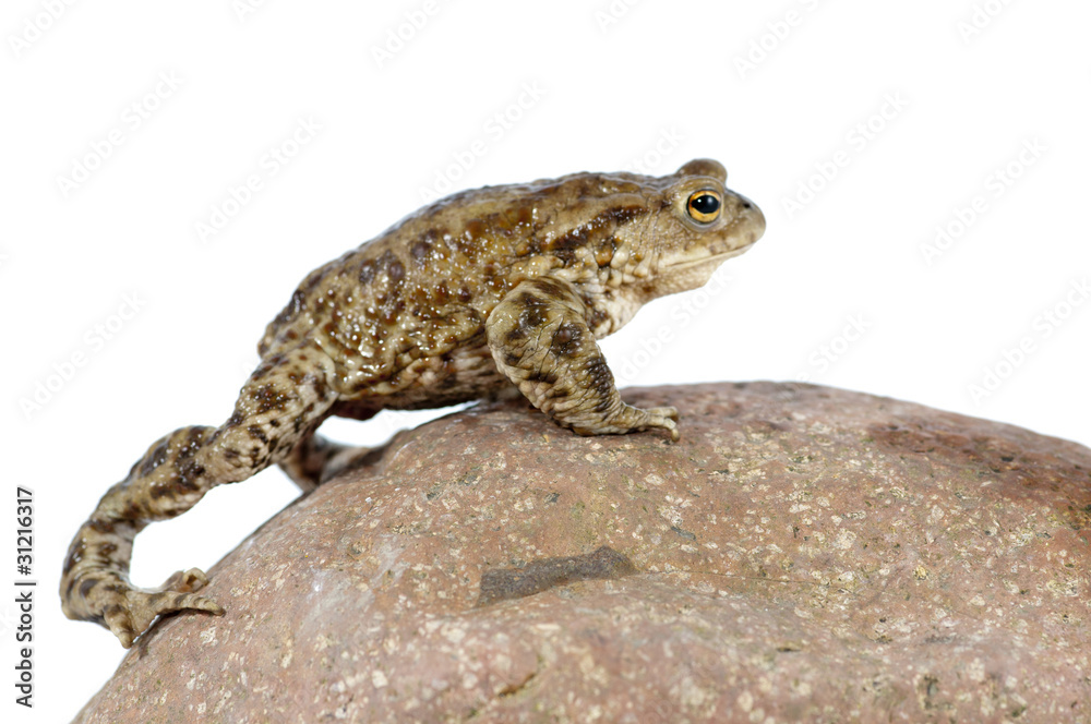Toad