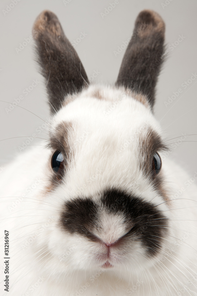 rabbit rabbit