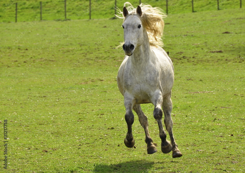 Animal de ferme , cheval Animal de ferme , cheval
