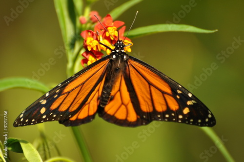 Monarch photo