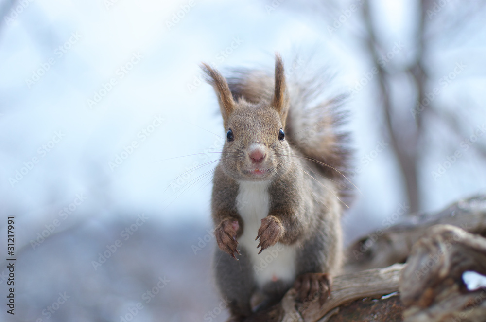 立ち上がるエゾリス