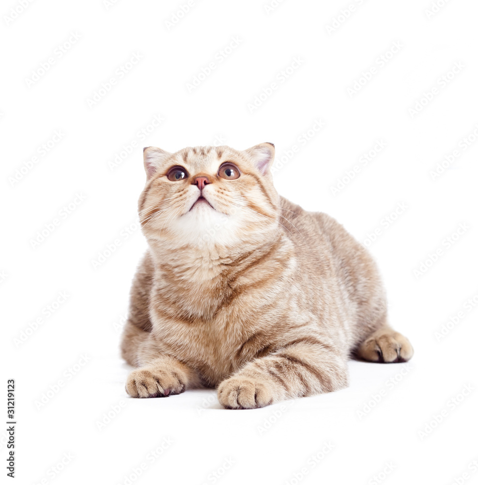 Obraz premium striped British kitten lying isolated