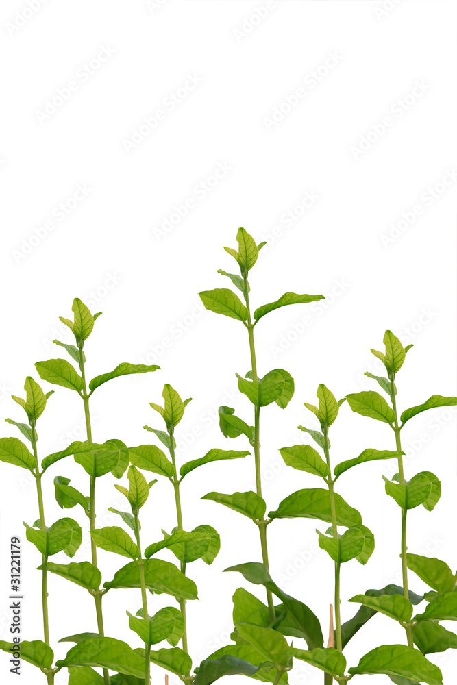 Naklejka premium treeon na białym tle