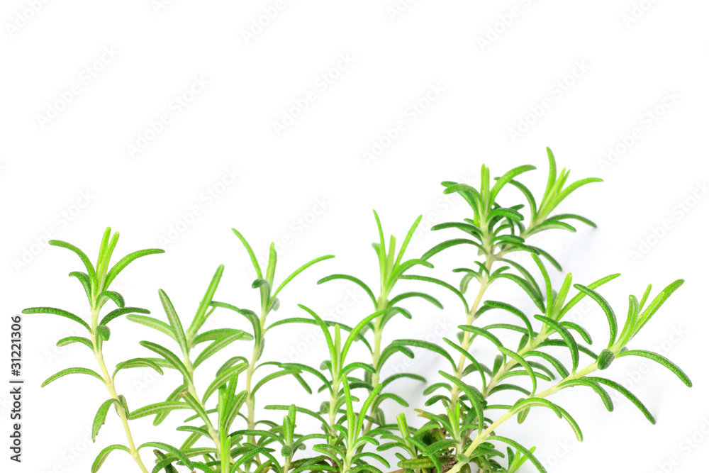 rosemary rosemary