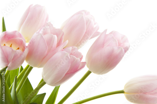 Pink Tulips © aquariagirl1970