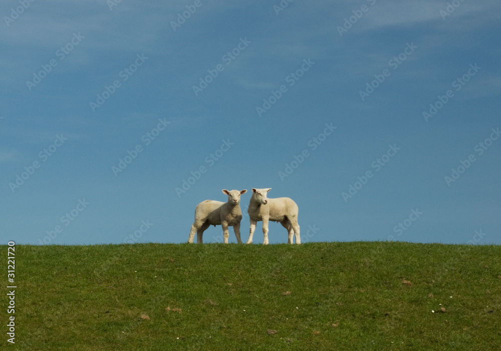 Fototapeta premium Deichschafe