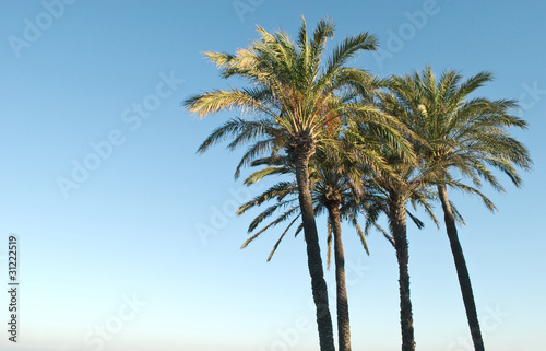 The palm trees of Valencia
