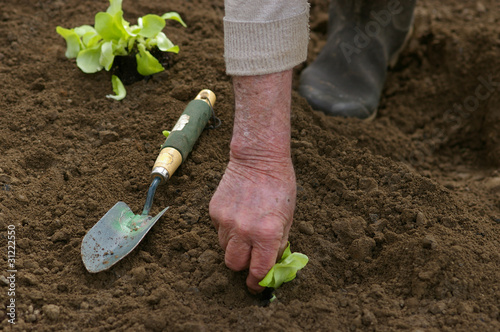 Plant salade 2 photo