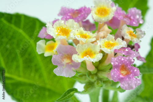 fleurs de lantana camara photo