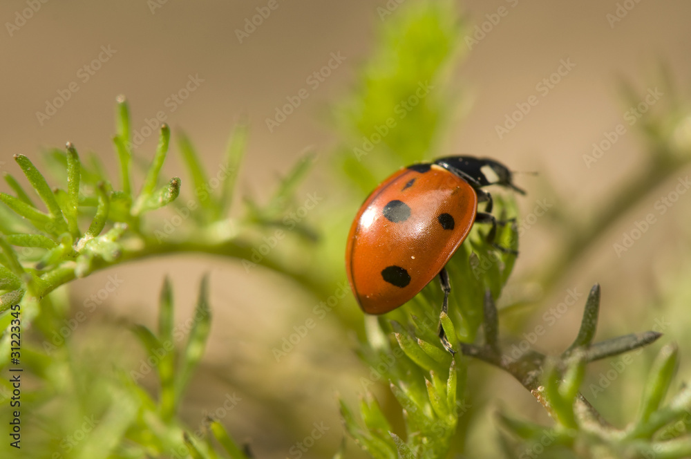 Fototapeta premium Coccinella septempunctata