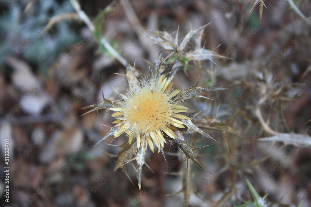 Fleur Fleur