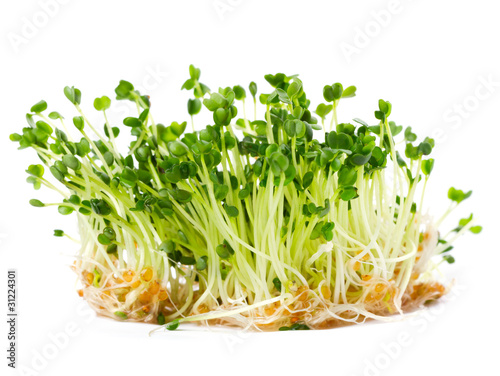 arugula sprouts on a white background
