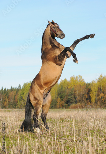 Golden akhal-teke stallion rears