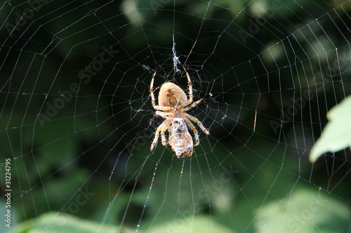 Garden spider on web. Wasp in the web