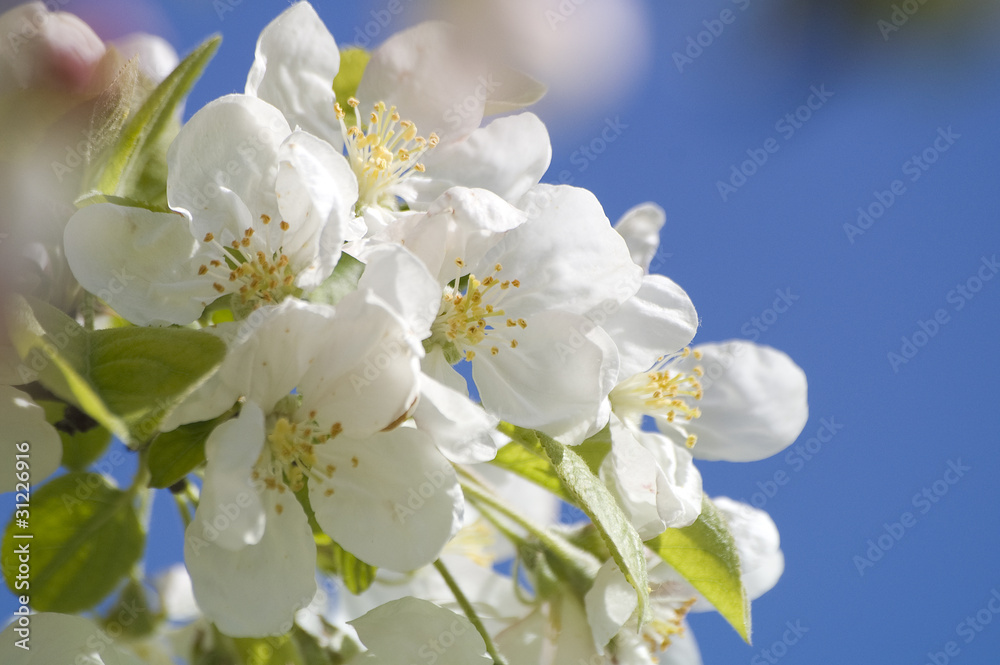 Flores blancas Flores blancas