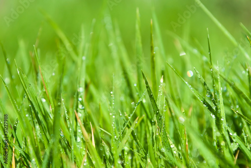 Grass in raindrops