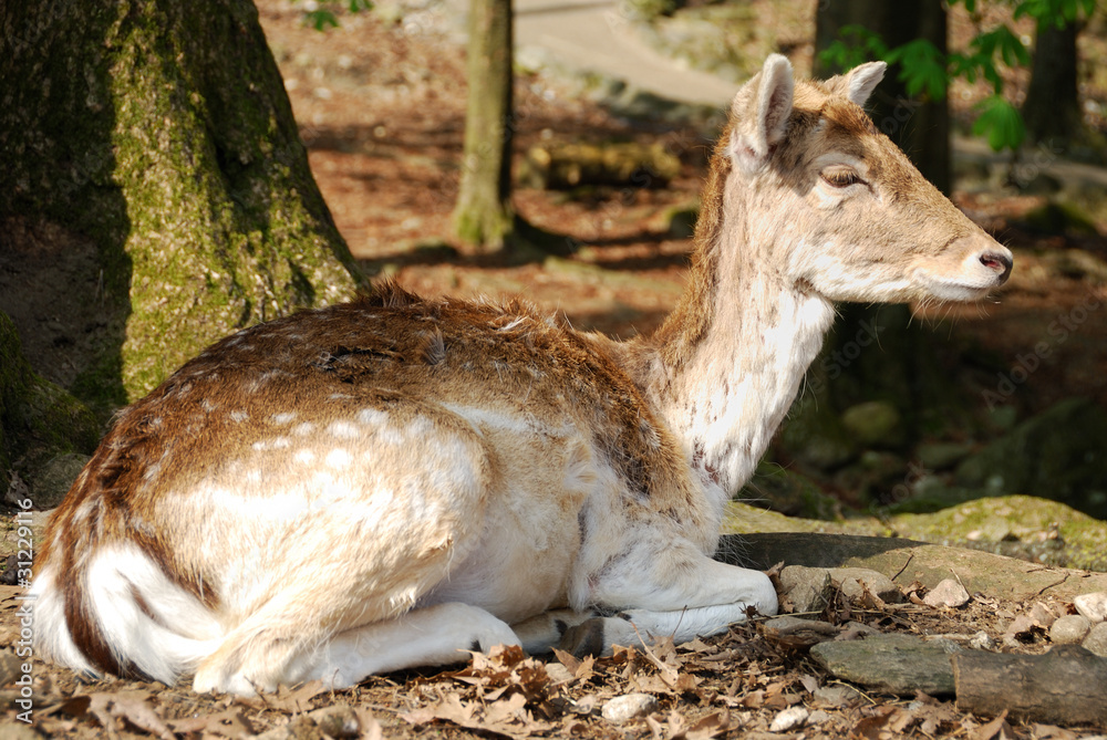 Fallow-deer