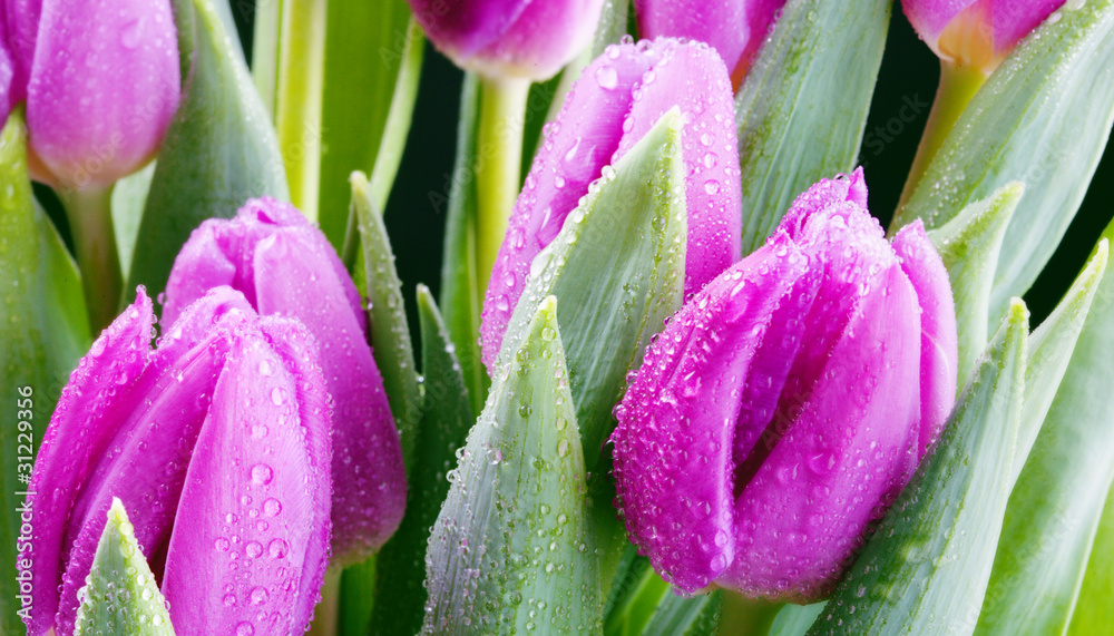 Fototapeta premium fresh purple tulips