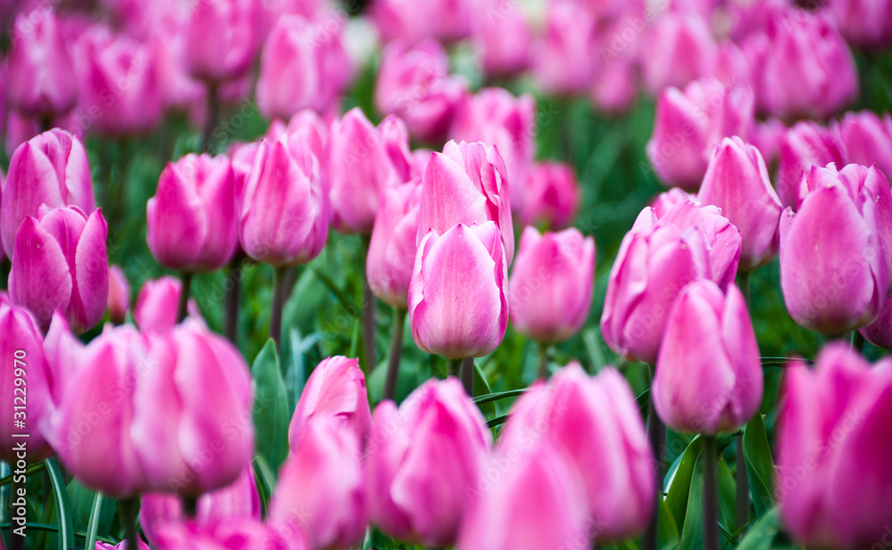 Tulips